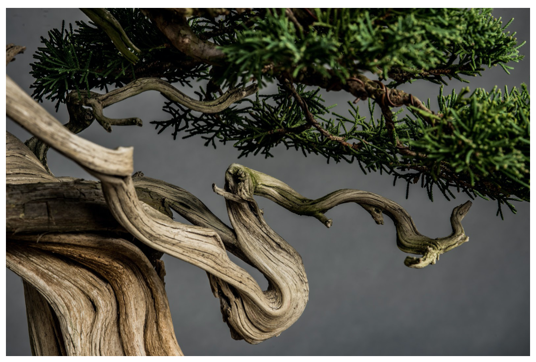 Historical Tree Spotlight: The Logo Tree — National Bonsai